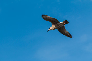 seagull in flight