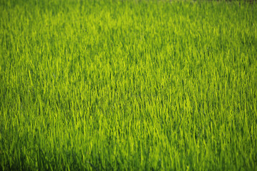 Background of green grass. Beautiful nature