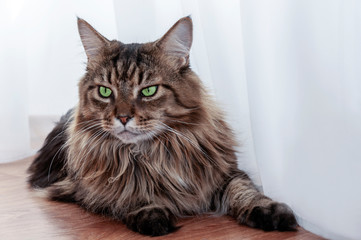 Obraz premium Maine coon cat with green eyes lies. looking away