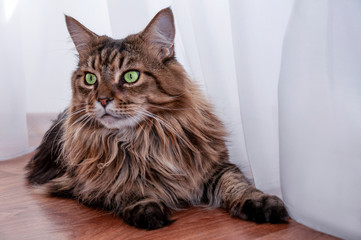 Maine coon cat with green eyes lies. looking away © Tetiana