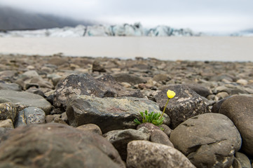 glacier and flower