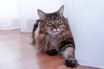 Maine coon cat with green eyes lies.