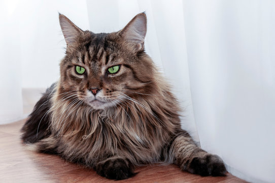 Maine coon cat with green eyes lies. looking away