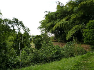 Trail in a Bamboo Forest
