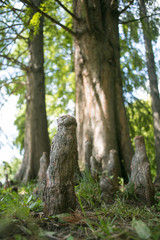 taxodium tree with roots protruding from the ground