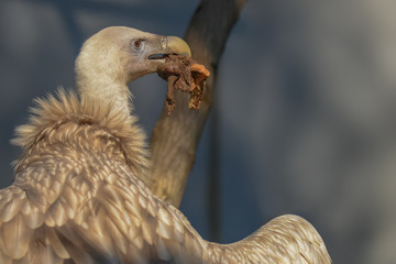 Allphotokz Eagle 20190613 1429 D810