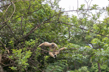 White gibbons on tree. White hand gibbon hanging from the tree branch. White handed gibbon is jumping in the forest. Animal in the wild