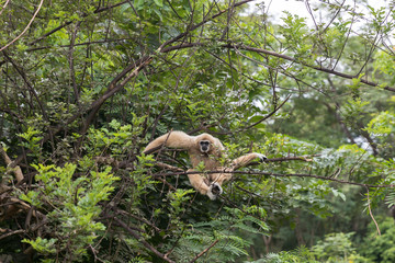 White gibbons on tree. White hand gibbon hanging from the tree branch. White handed gibbon is jumping in the forest. Animal in the wild