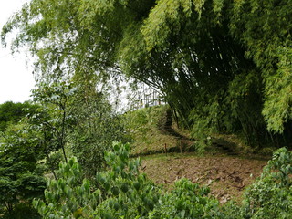 Trail in a Bamboo Forest