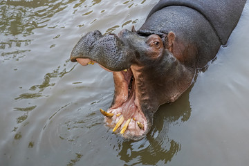 Fototapeta premium Allphotokz Hippopotamus 20190826 8650 A7M3