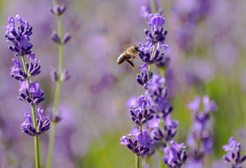 Honey bee approaching to the lavender flower