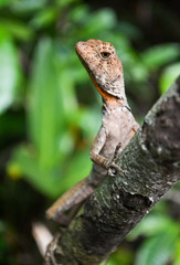 Lizard