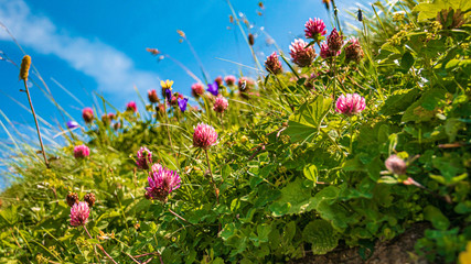 Beautiful alpine flowers at the H&ouml;fatsblick near the famous Nebelhorn summit near Oberstdorf, Bavaria, Germany