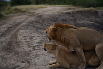 Obraz premium Paarung