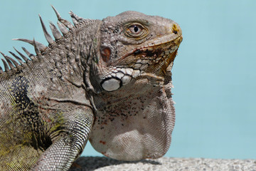 Iguana