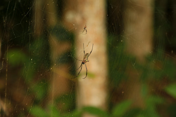 Duas aranhas