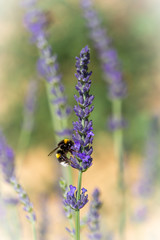 Lavender and Bee in Provence