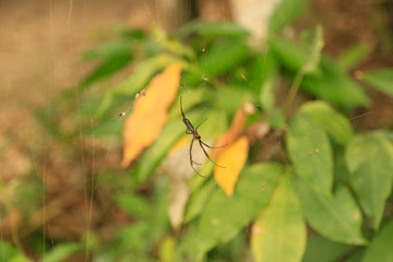 A teia e a aranha