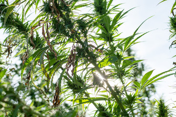 canabis on marijuana field farm sativa weed hemp hash plantation