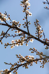 Flowering cherries in spring