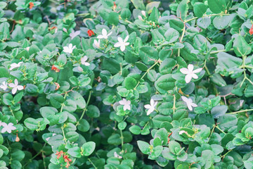 Green leaves with little white flowers, background. The texture of the bush. Leaves and branches of the shrub, close up