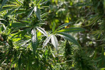 canabis on marijuana field farm sativa weed hemp hash plantation