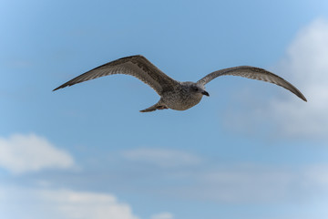 Silbermöwe im Jugendkleid fleigend vor blauem Himmel mit Wolken