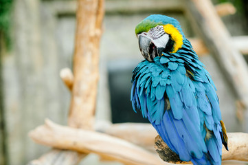 macaw sitting on branch