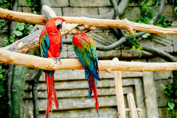 macaw sitting on branch