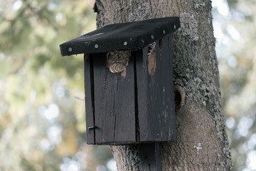 alter Nistkasten hängt am Baum