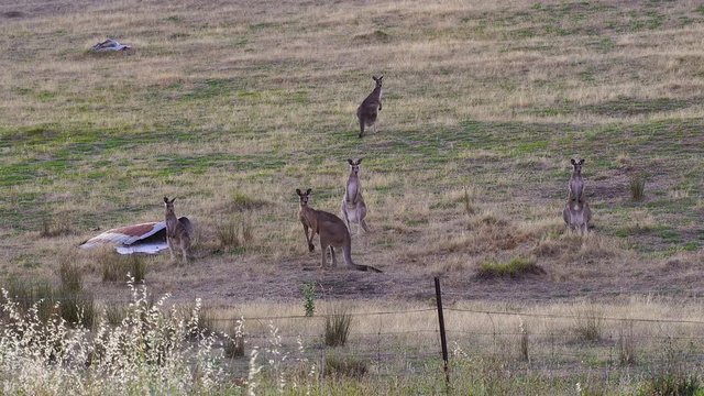 Group of wild kangaroos in the field in Australia