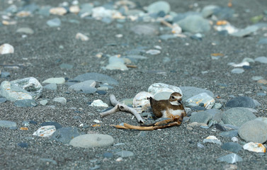 Dotterel Maoriregenpfeifer Neuseeland