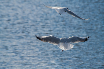 Seagull fly water spring nature lake birds sunny day light