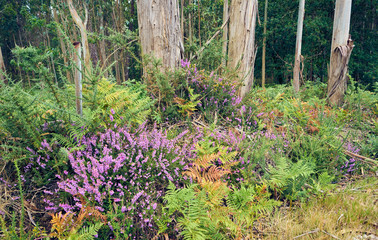 Eucalyptus forest and elechos. Summer in Galicia. Spain