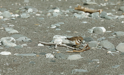 Dotterel Maoriregenpfeifer Neuseeland