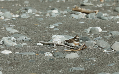 Dotterel Maoriregenpfeifer Neuseeland
