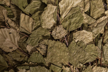 Dry leaves of a birch broom. Accessories for a Russian bath.
