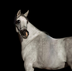 The white arabian horse isolated on black background
