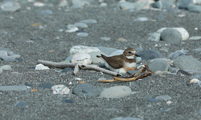 Dotterel Maoriregenpfeifer Neuseeland