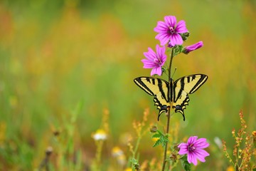 Papilio alexanor 606