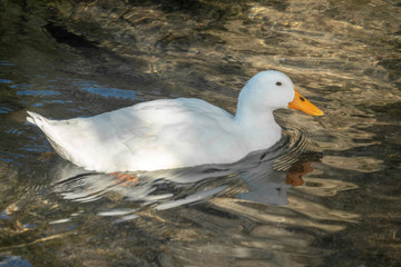 white duck in the water
