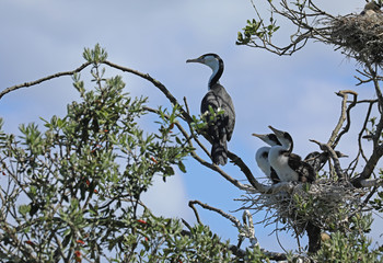 Kormoran beim brüten in einem Baum