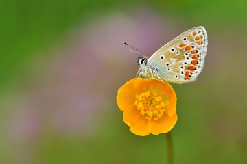 Polyommatus artaxerxes 604