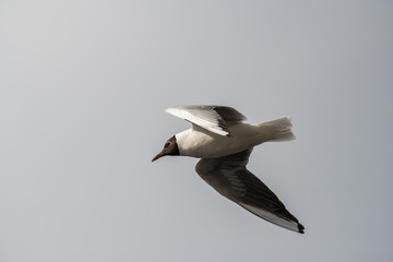 Seagull fly water spring nature lake birds sunny day light