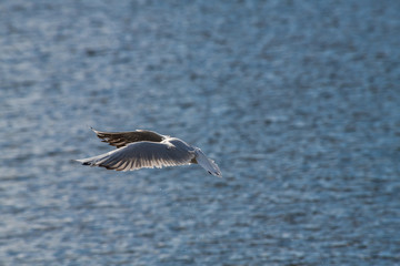 Seagull fly water spring nature lake birds sunny day light
