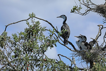 Kormoran beim brüten in einem Baum