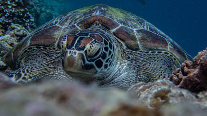 Sleepy green sea turtle resting, front view.
