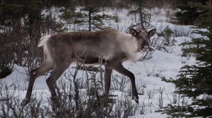 A wild woodland Caribou