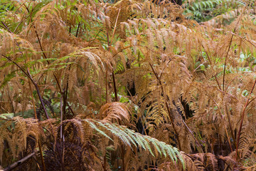 Ferns acquiring the orange-brown color of autumn
