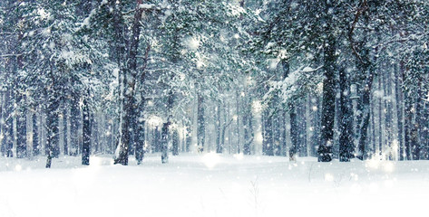 Fototapety  Winter holiday background, nature scenery with shiny snow and cold weather in forest at Christmas time